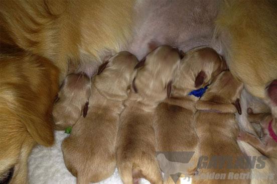 disneylitter_lg