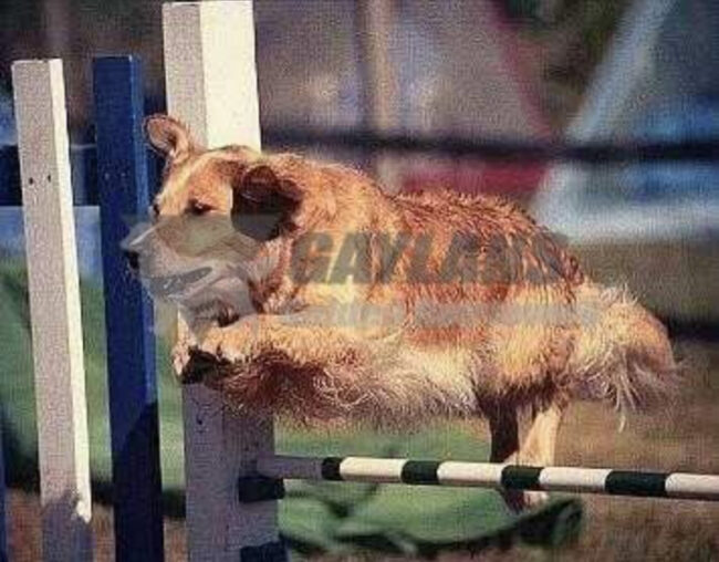 gaylans_blog_featured_june_2021